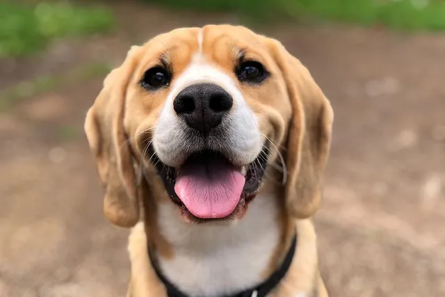 What Emotions Can Dogs Experience? Canine Feelings Explained