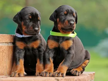 10 Best Foods for Doberman Puppies in 2026: Reviews & Top Picks