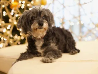Are Maltipoos Smarter Than the Average Dog? Breed Cognition Facts & FAQ