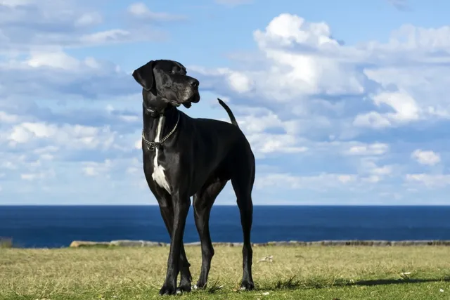 Great Dane Dog Breed Info, Pictures, Traits & More