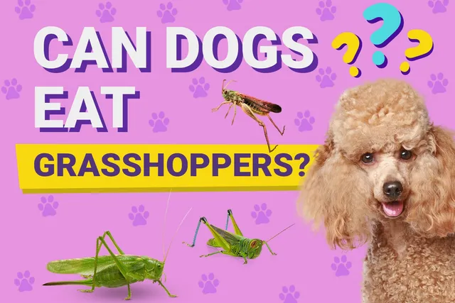 Can Dogs Eat Grasshoppers? Vet-Verified Facts & Potential Risks
