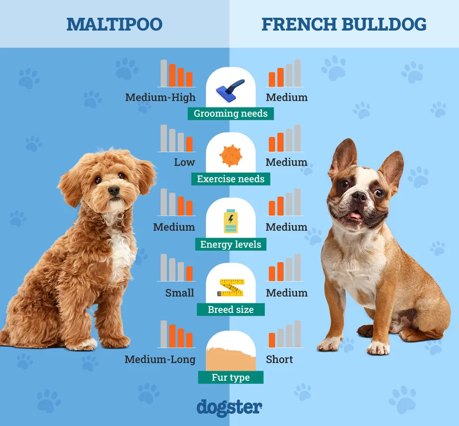 Dogster_Side by Side Comparison_ Maltipoo vs French Bulldog
