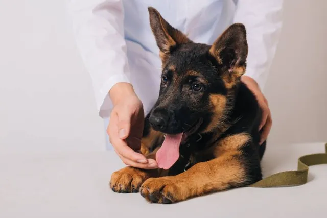 Why Is My Dog's Tongue White? 6 Vet-Verified Reasons