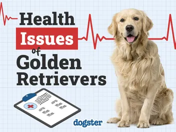6 Common Golden Retriever Health Issues to Watch Out For