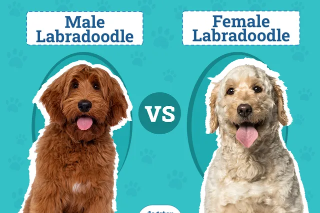 Male vs. Female Labradoodle: Differences Explained (With Pictures)