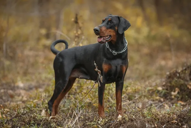 Are Dobermans More Protective than Other Dogs? Vet-Verified Facts & FAQ
