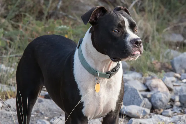 Valley Bulldog: Info, Pictures, Facts, & Traits