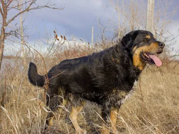 Labernese Dog Breed: Info, Pictures, Care & More
