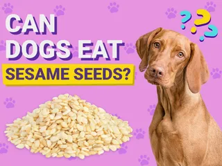Can Dogs Eat Sesame Seeds? Vet-Verified Nutrition Facts