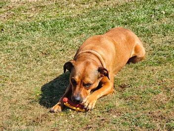 Boxweiler (Rottweiler Boxer Mix) Dog Breed: Info, Pictures, Care & More