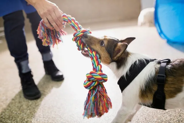 Why Do Dogs Like Tug of War? Vet-Approved Benefits, Tips & Considerations