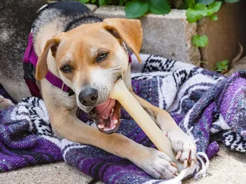 Raggle (Beagle & Rat Terrier Mix) Dog Breed: Info, Pictures & Care