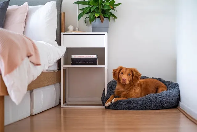 How Long Can You Leave a Dog Alone at Home? (Vet-Verified Facts & FAQ)