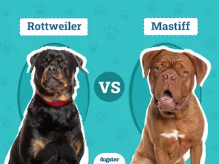 Rottweiler vs Mastiff: The Differences (With Pictures)
