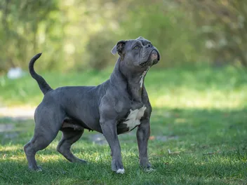Olde English Bulldogge Breed: Info, Pictures, Care & More