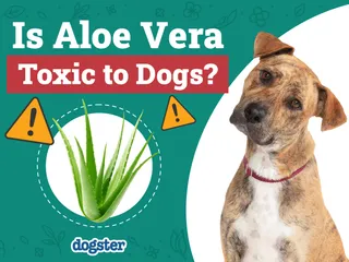 Is Aloe Vera Toxic to Dogs? Vet-Verified Nutrition Facts & FAQ