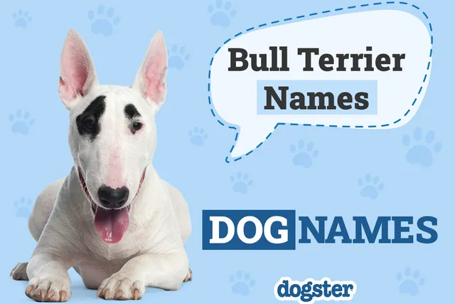 165 Popular & Unique Bull Terrier Names