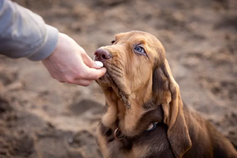 Scared or anxious dog getting a hug.