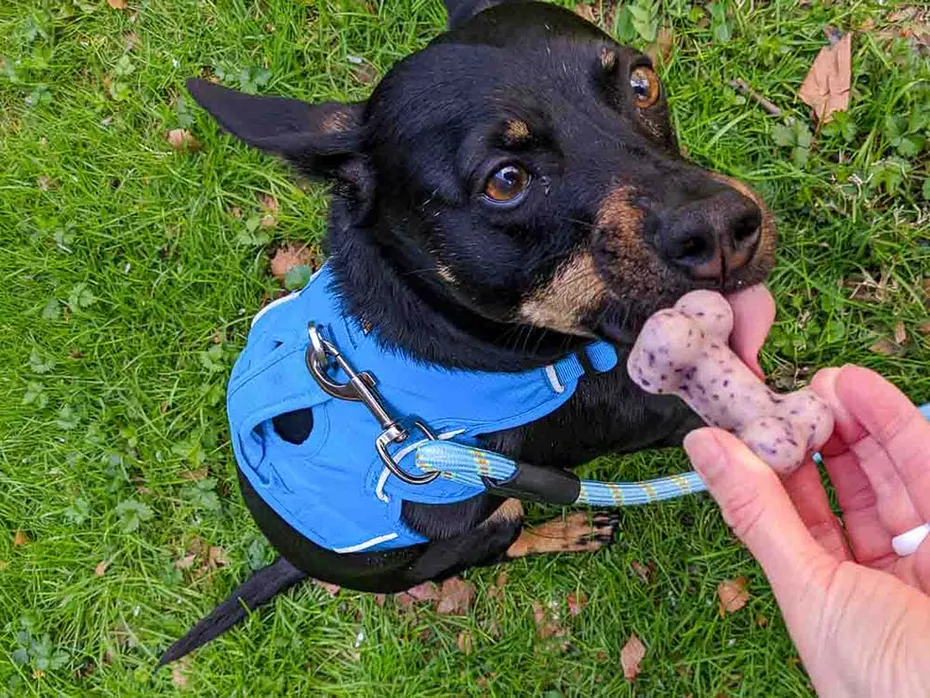 giving treat to a dog