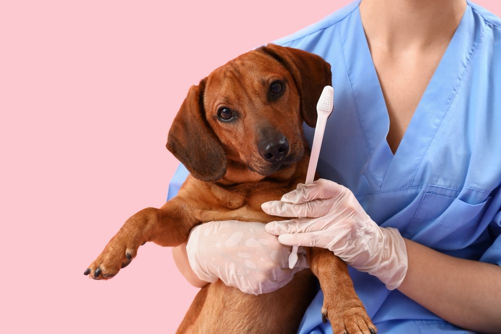 Female veterinarian brushing teeth of dachshund dog on pink background