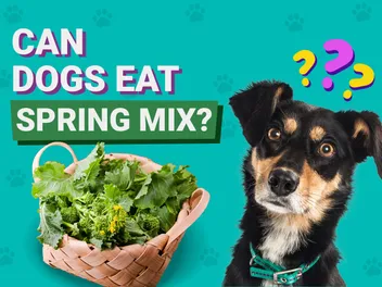 Can Dogs Eat Spring Mix? Vet-Approved Facts & FAQ
