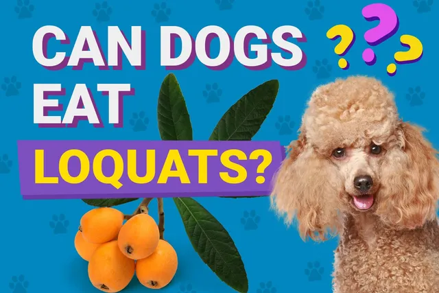 Can Dogs Eat Loquats? Vet-Approved Nutrition Facts