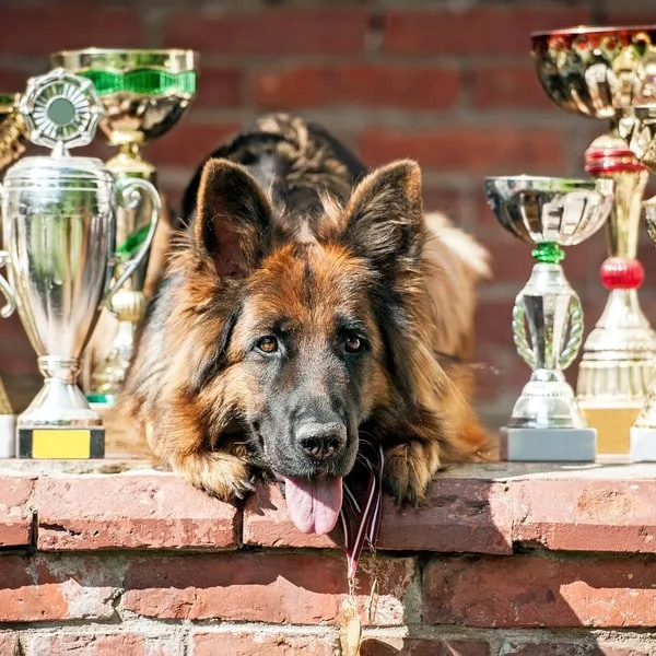 show dog names