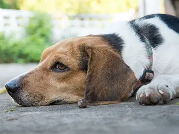 Why Do People Poison Dogs? Vet Reviewed Facts & Prevention Tips