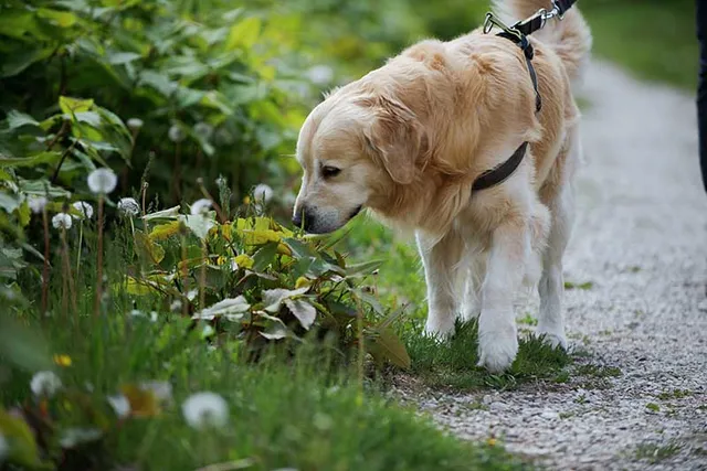 Top 12 Dog Breeds with the Best Sense of Smell (With Info & Pictures)