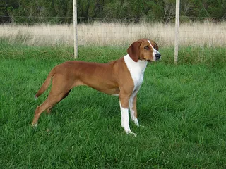Hygenhund Dog Breed Guide: Info, Pictures, Care & More
