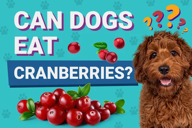 Can Dogs Eat Cranberries? Vet-Reviewed Nutritional Guide