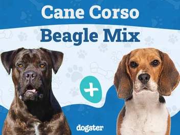 Cane Corso Beagle Mix: Info, Pictures, Care & More
