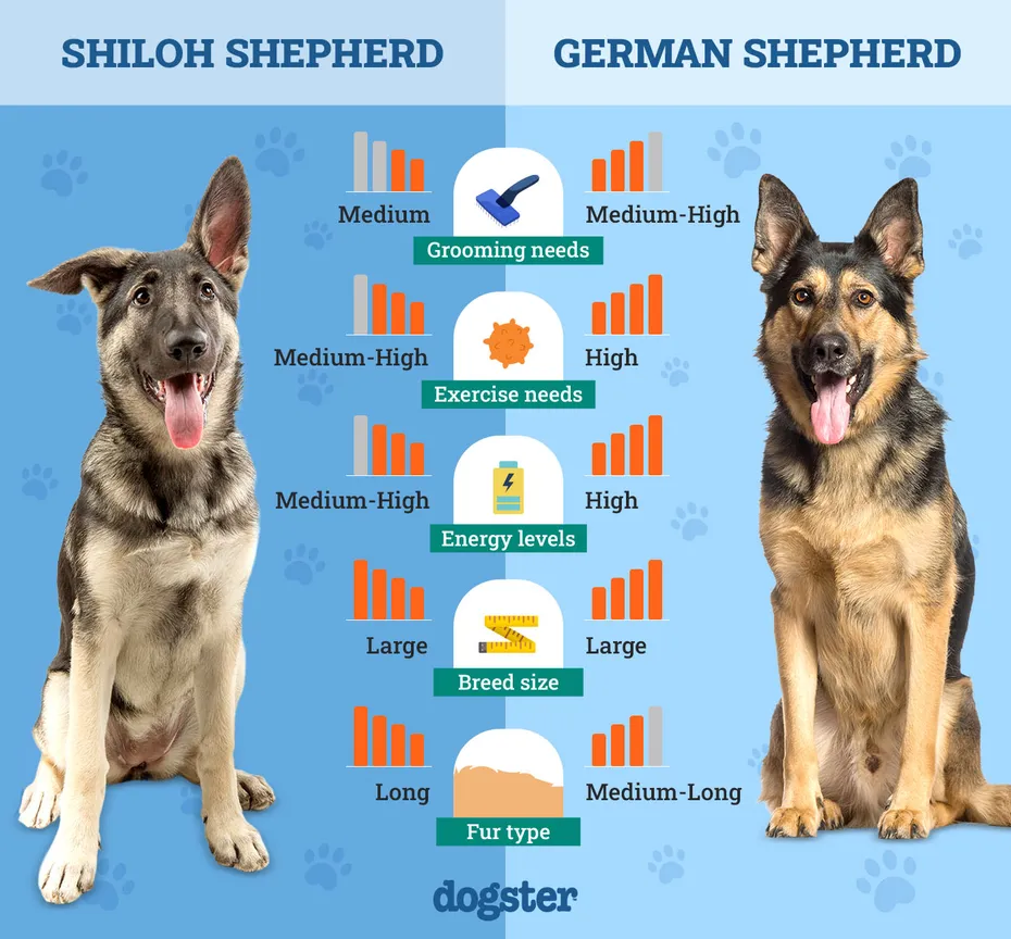 Dogster_Side by Side Comparison_ Shiloh Shepherd vs German Shepherd