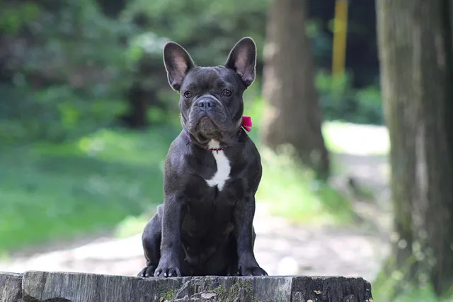 10 Fascinating French Bulldog Facts