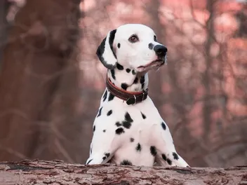 10 Best Tactical Dog Collars in 2026: Reviews & Top Picks