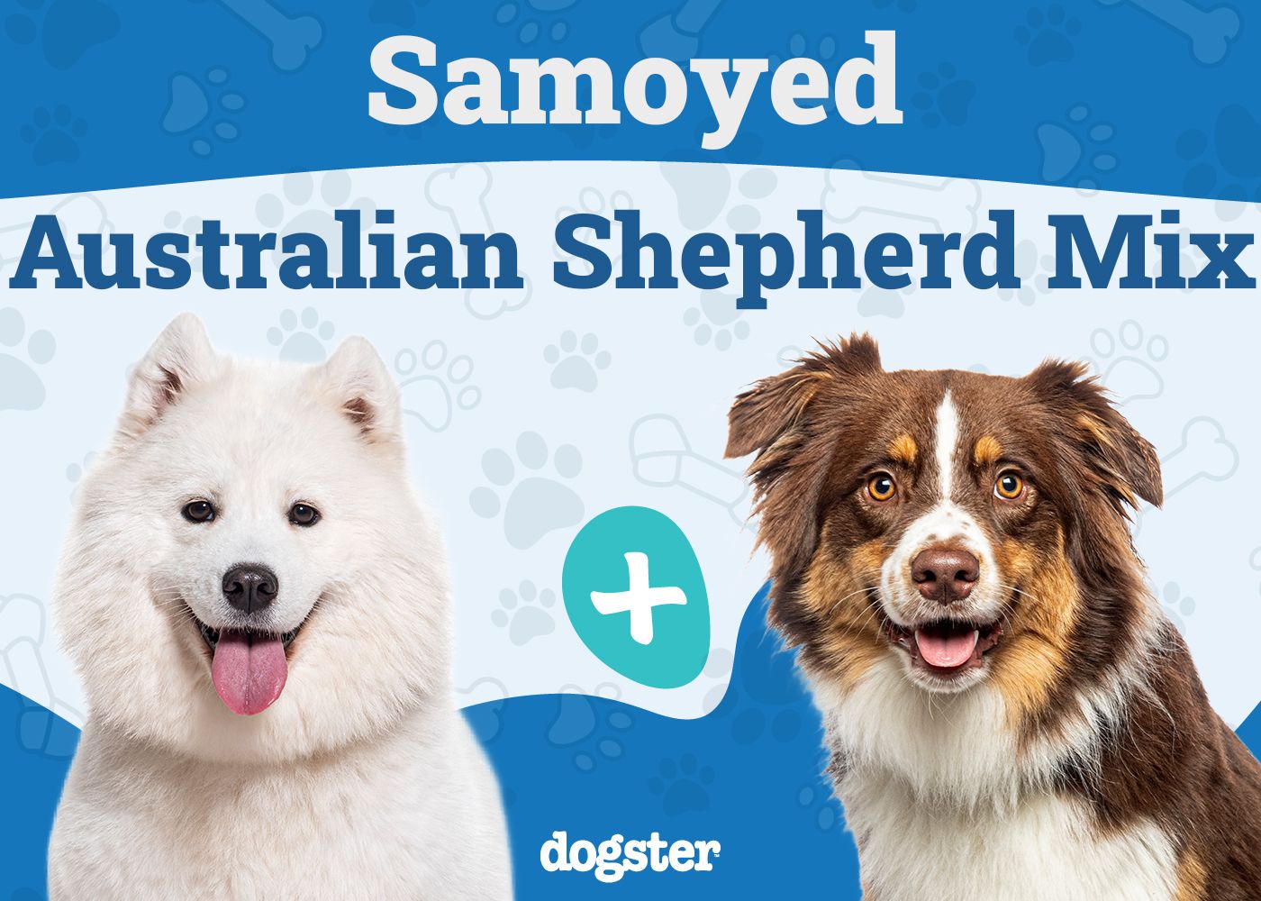 Samoyed Australian Shepherd Mix