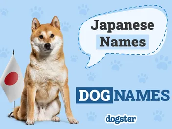150+ Japanese Dog Names With Meanings: Traditional & Unique Ideas