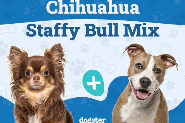 Chi Staffy Bull Dog Breed: Info, Pictures, Care Guide & More
