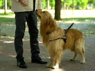 How to Become a Guide Dog Trainer: 5 Vet-Verified Steps & FAQ
