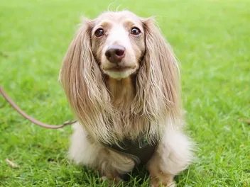 Fawn (Isabella) Dachshund: Info, Pictures, History & More