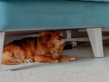 Anxiety in Dogs: Vet-Verified Causes, Signs & Treatments