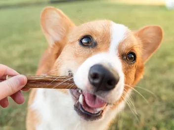 5 Best Long-Lasting Dog Chews in 2026: Reviews & Top Picks