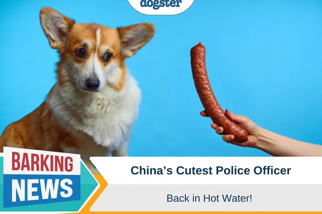 China's Cutest (Corgi) Police Officer: Back in Hot Water!