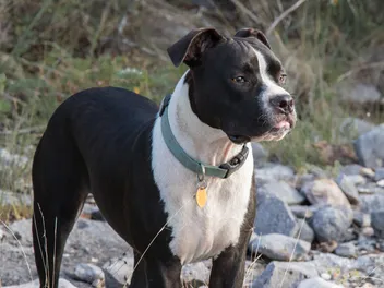 Valley Bulldog: Info, Pictures, Facts, & Traits