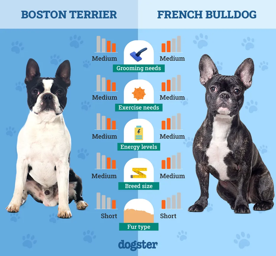 Dogster_Side by Side Comparison_Boston Terrier vs French Bulldog