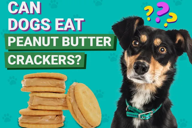 Can Dogs Eat Peanut Butter Crackers? Vet-Approved Facts