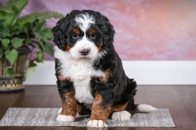Why Does My Dog Sit Alone in Another Room? 7 Vet-Reviewed Facts & Helpful Tips