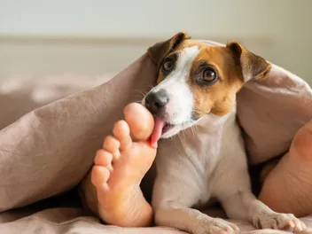 Why Do Dogs Lick Your Feet? Vet-Reviewed Reasons & Solutions