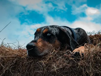 Catahoula Leopard Dog Breed: Info, Pictures, Care & Facts