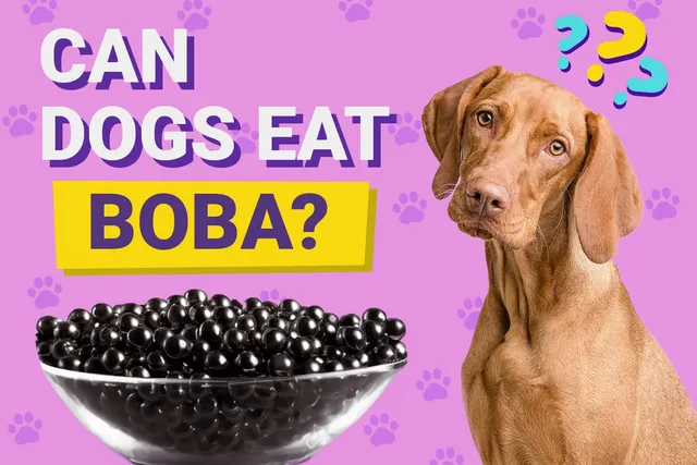 Can Dogs Eat Boba? Vet-Verified Facts & FAQ